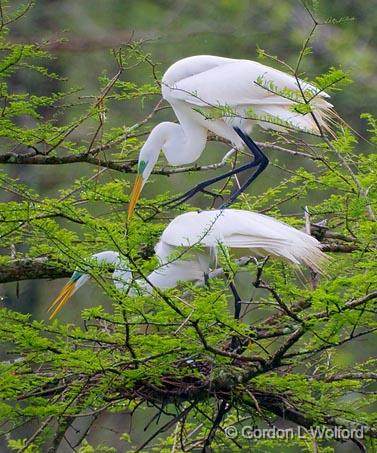 Breeding Egrets 46092.jpg - Great Egret (Ardea alba)Photographed at Lake Martin near Breaux Bridge, Louisiana, USA.